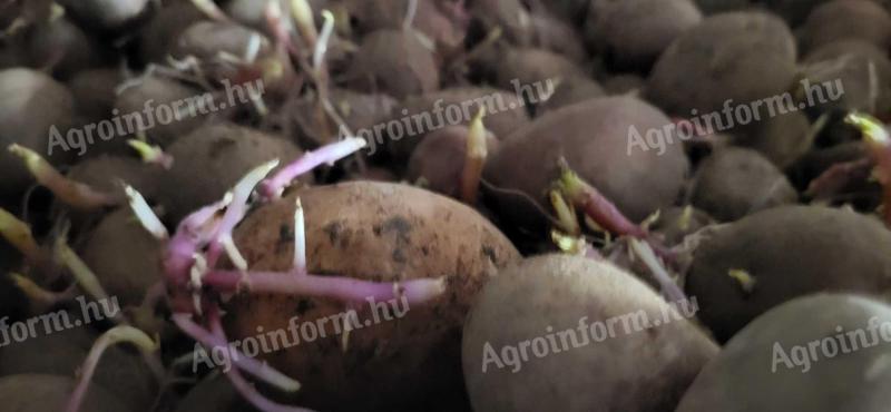 Vető méretű burgonya