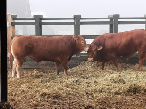 Eladó Limousin tenyészbikák – kiváló genetika, azonnal elvihető és előjegyezhető állományból