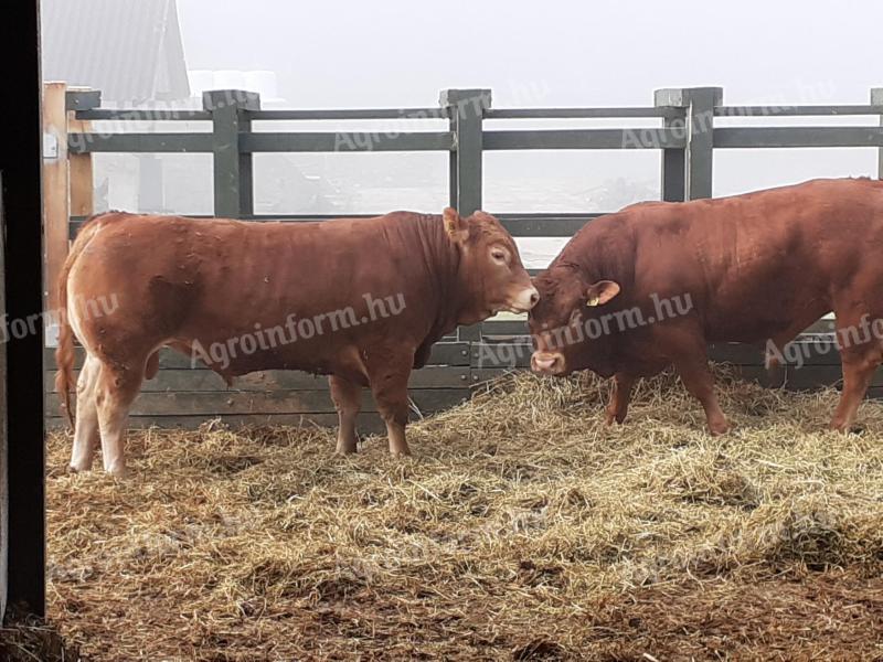 Eladó Limousin tenyészbikák – kiváló genetika, azonnal elvihető és előjegyezhető állományból