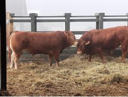 Eladó Limousin tenyészbikák – kiváló genetika, azonnal elvihető és előjegyezhető állományból