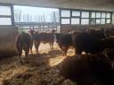Eladó Limousin tenyészbikák – kiváló genetika, azonnal elvihető és előjegyezhető állományból