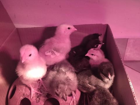 Eladó egyhetes kiscsibék