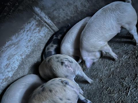 Eladó süldők,  hízók