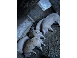 Eladó süldők,  hízók