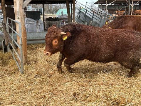 Tenyészbikák limousin