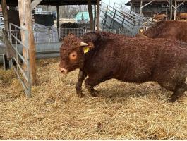 Tenyészbikák limousin