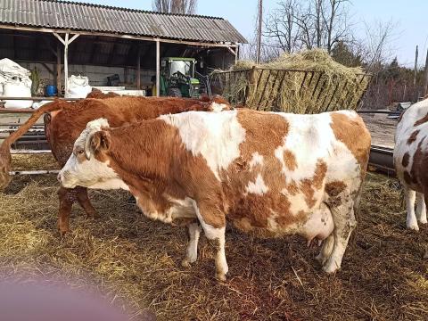 Magyartarka tehén eladó