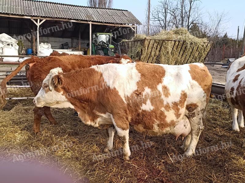 Magyartarka tehén eladó