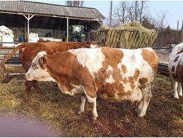 Magyartarka tehén eladó