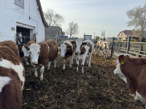 Magyartarka Üszők eladók