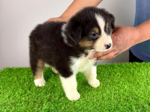 Törzskönyves Ausztrál juhászkutya kiskutya Törzskönyves Ausztrál juhászkutya kiskutya