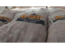 Holland fémzárolt vetőburgonya AKCIÓ