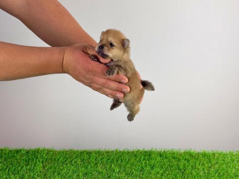 Törzskönyves Pomerániai törpespitz kiskutya Törzskönyves Pomerániai törpespitz kiskutya