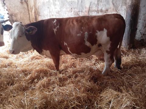 Magyar tarka vemhes tehenek eladók