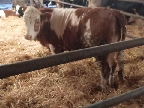 Eladó magyar tarka növendék üszők