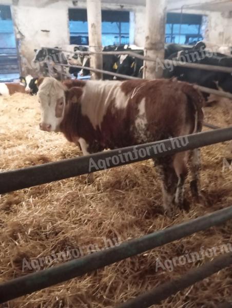 Eladó magyar tarka növendék üszők