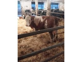 Eladó magyar tarka növendék üszők