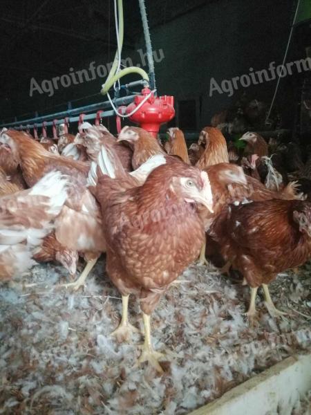 Tojó jérce előjegyezhető 2027-re