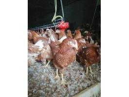 Tojó jérce előjegyezhető 2027-re