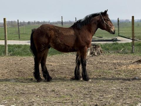 Magyar hidegvérű csődör csikó
