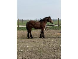 Magyar hidegvérű csődör csikó