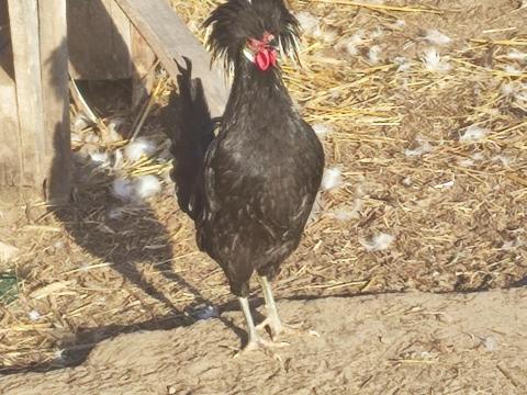 Eladó holland bóbitás kakasok