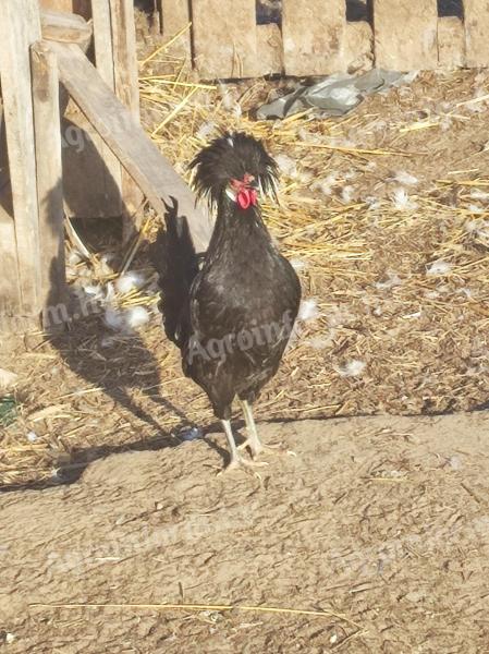 Eladó holland bóbitás kakasok