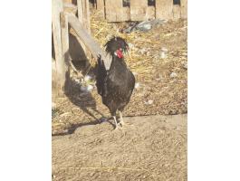 Eladó holland bóbitás kakasok