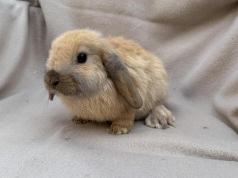 Lógófülű törpenyuszik