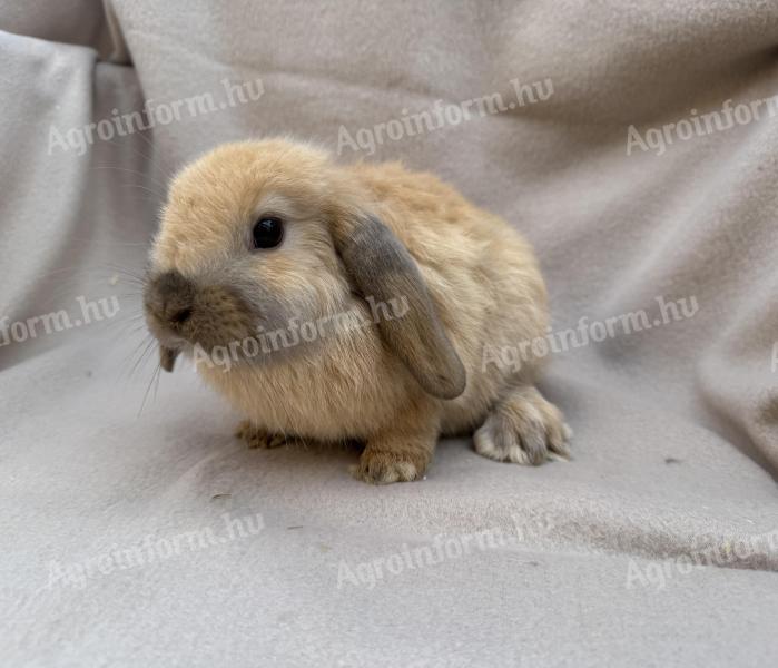 Lógófülű törpenyuszik