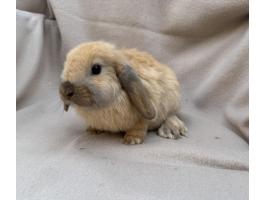 Lógófülű törpenyuszik