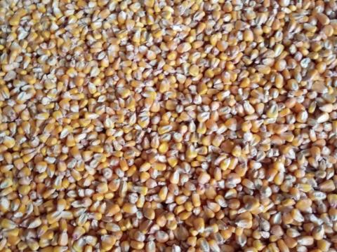 Eladó bio kukorica 250 tonna Eladó bio kukorica 250 tonna
