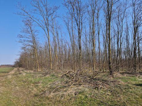 Sarkadkeresztúron eladó erdő