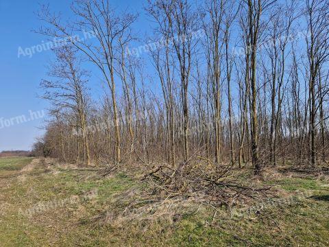 Sarkadkeresztúron eladó erdő