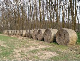 Rozs szalmabála eladó