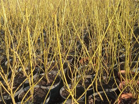 Konténeres Díszcserje