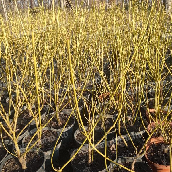 Konténeres Díszcserje