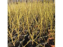 Konténeres Díszcserje