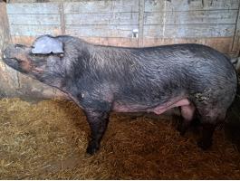 Eladó 1,5 éves Duroc kan