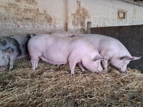 Hasas kocák eladók