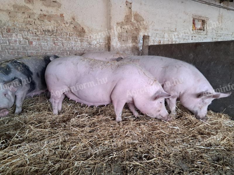 Hasas kocák eladók