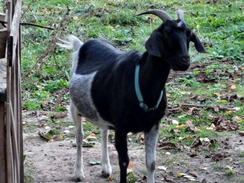 Núbiai tejelő anyakecske eladó