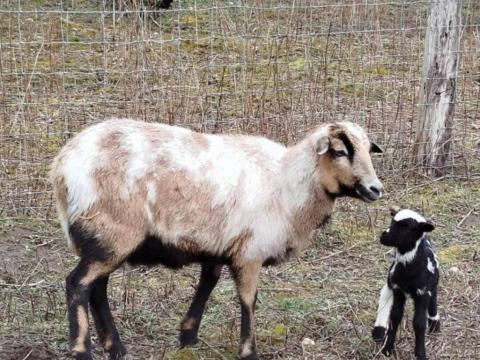Kameruni anyajuhok Jacob négyszarvú kostól vemhesen eladók