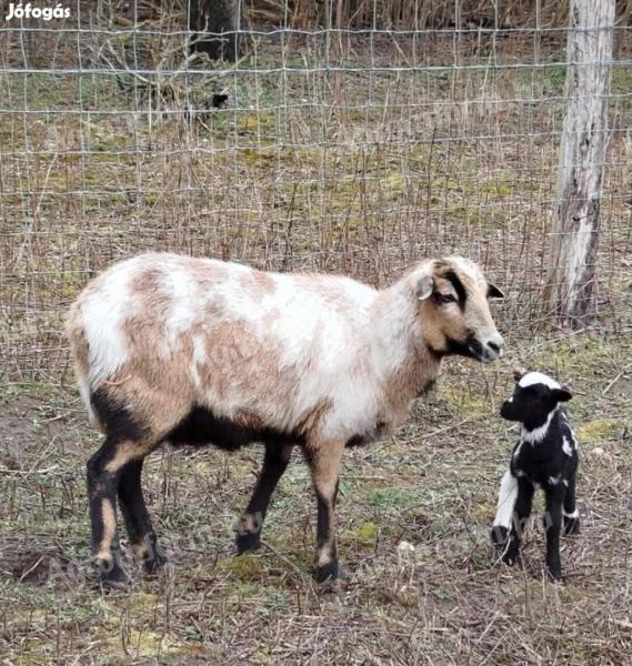 Kameruni anyajuhok Jacob négyszarvú kostól vemhesen eladók