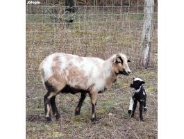 Kameruni anyajuhok jacob négyszarvú kostól vemhesen eladók