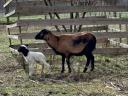 Kameruni anyajuhok Jacob négyszarvú kostól vemhesen eladók