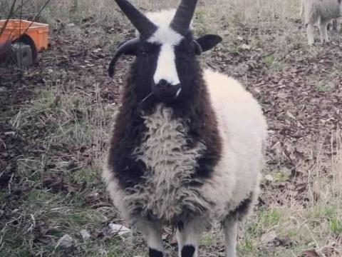 Jacob négyszarvú kosok eladók