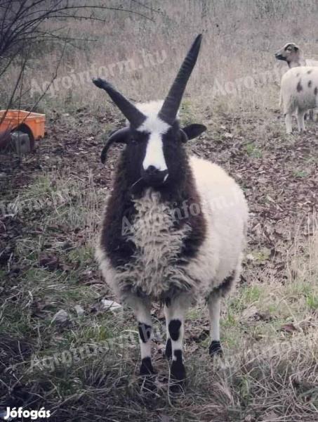Jacob négyszarvú kosok eladók