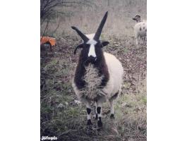 Jacob négyszarvú kosok eladók