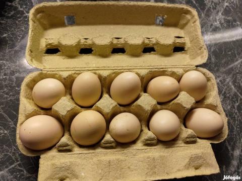 Vorwerk keltetni való tojás eladó